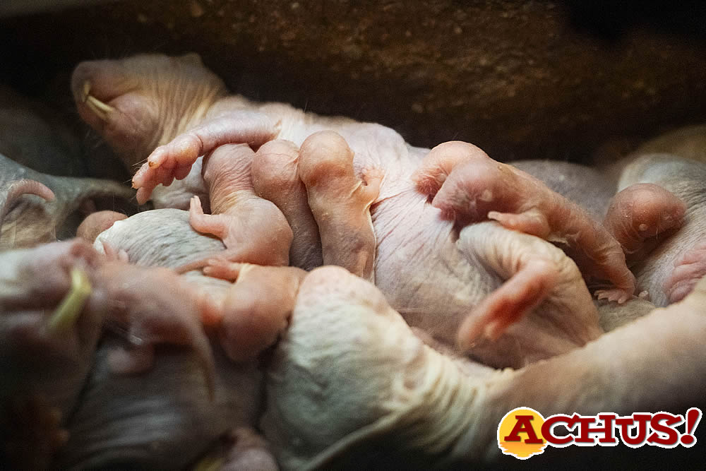 Espectacular parto “asistido” en Bioparc Valencia del rarísimo mamífero que tiene la clave de la eterna fertilidad, no envejece y es inmune al cáncer