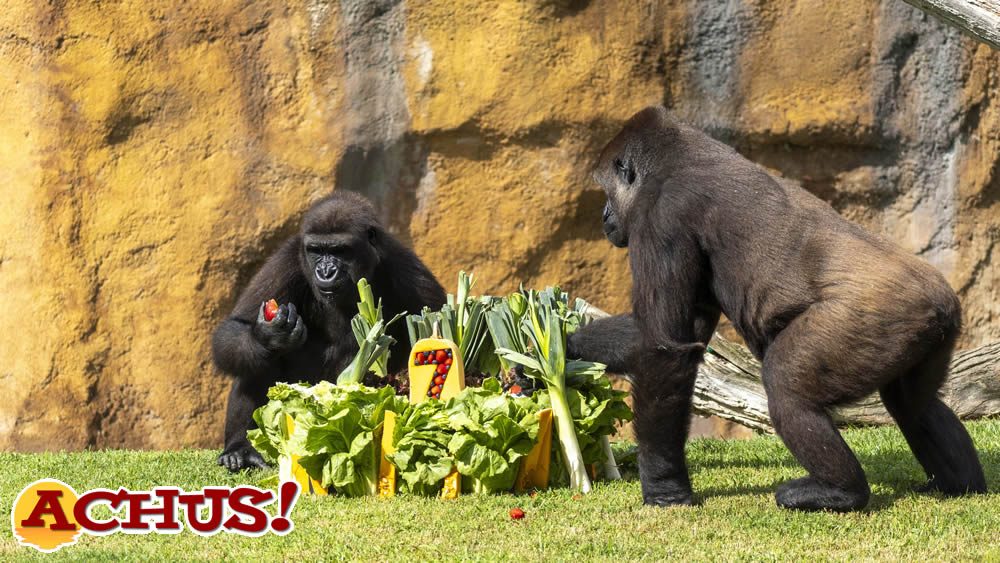 La gorila Virunga de Bioparc Valencia celebra su 7º cumpleaños con una fiesta “salvaje”