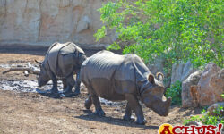 Terra Natura Benidorm alerta de la presión que ejerce la caza furtiva en las poblaciones de rinocerontes