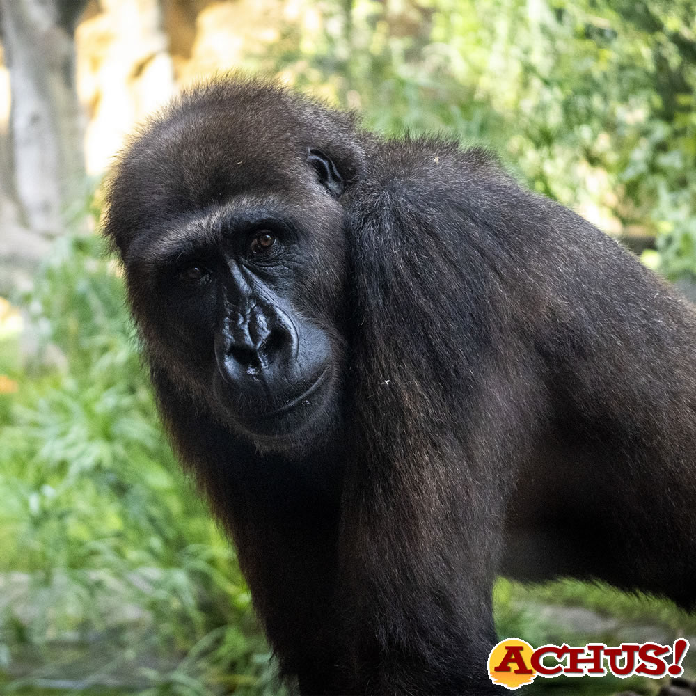 El primer gorila “valenciano” cumple 11 años en Bioparc
