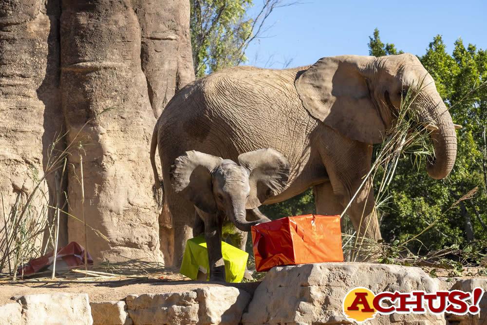 Fiesta de cumpleaños en Bioparc Valencia por el primer aniversario de la primera elefanta nacida en la Comunidad Valenciana