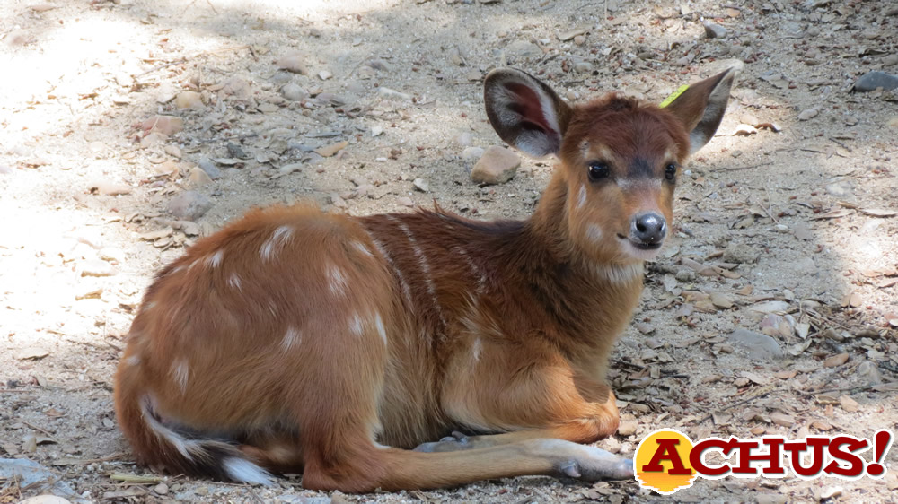 Cría sitatunga