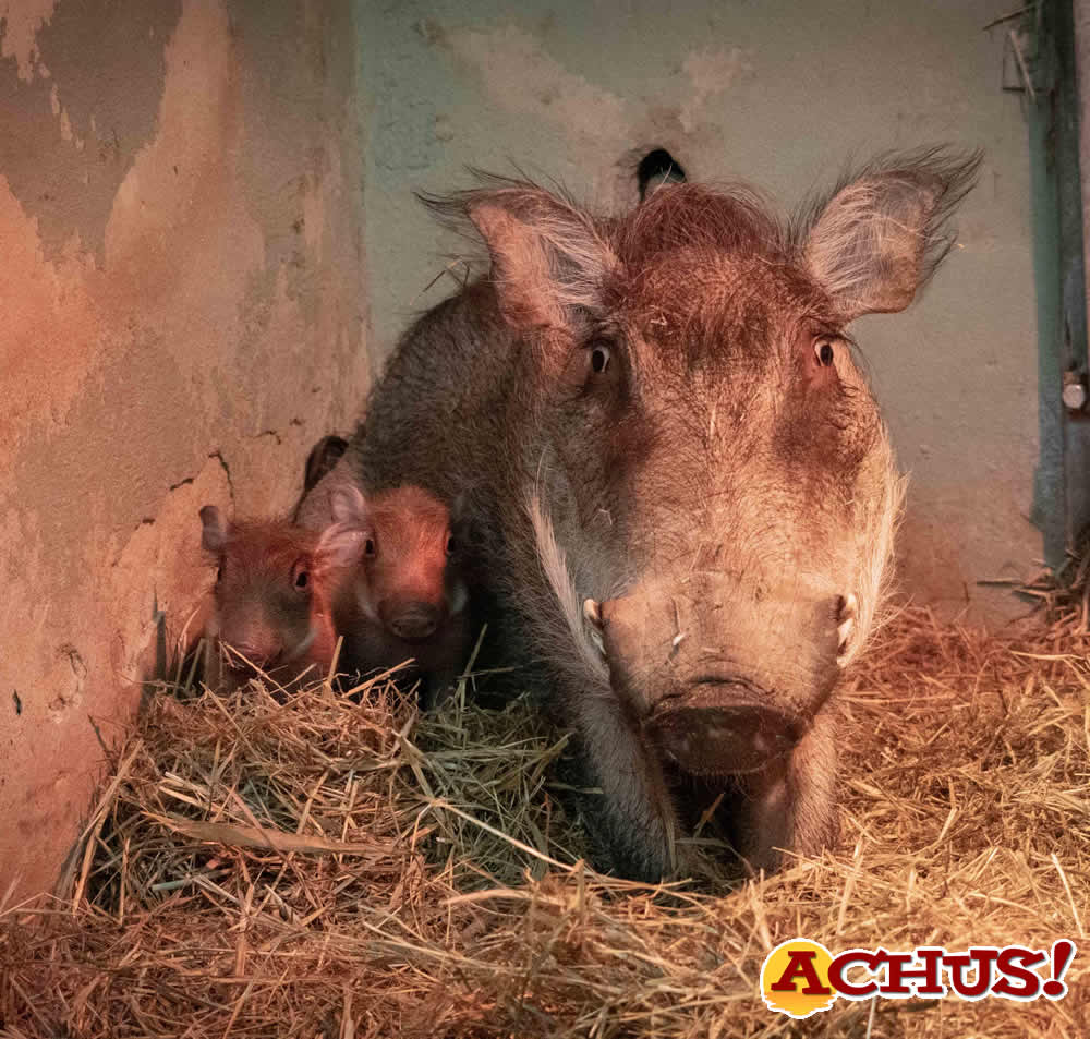 Nacen en Bioparc Valencia las primeras crías de “Pumba” de la nueva pareja de facóquero