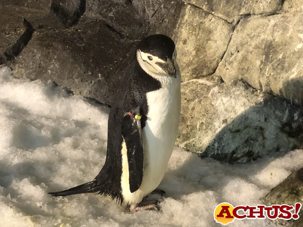 Esta Navidad, Faunia celebra el 40 cumpleaños del pingüino barbijo más longevo de Europa