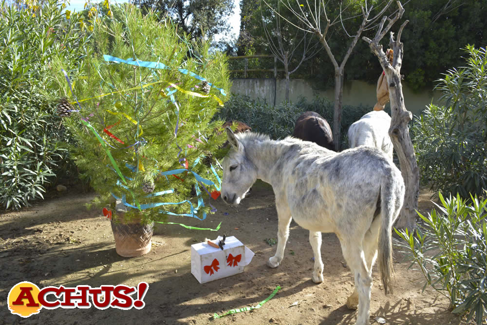 La Navidad se adelanta para los animales de Terra Natura Benidorm con enriquecimientos ambientales especiales.