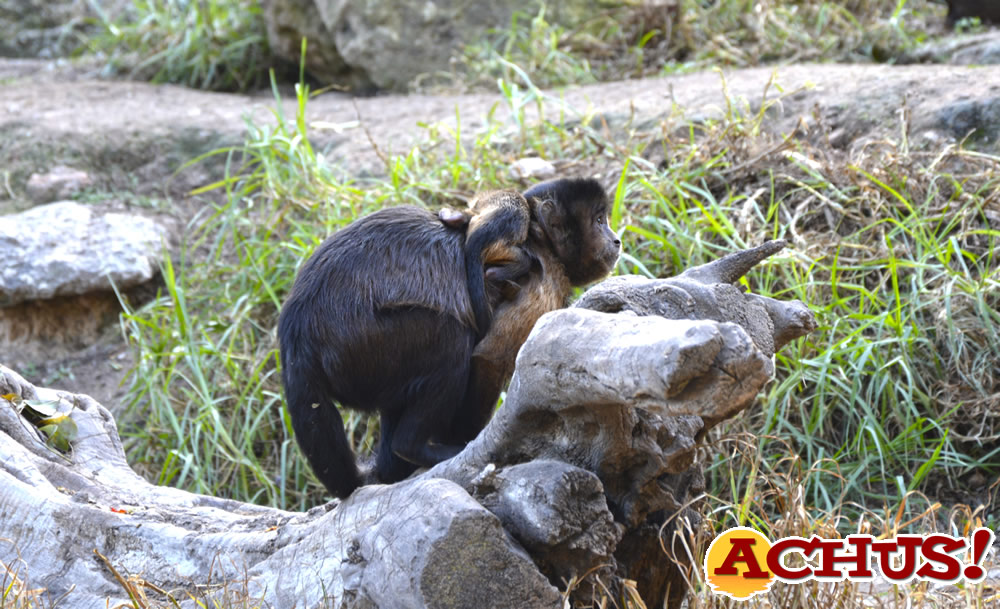 Nace una cría de mono capuchino en Terra Natura Benidorm