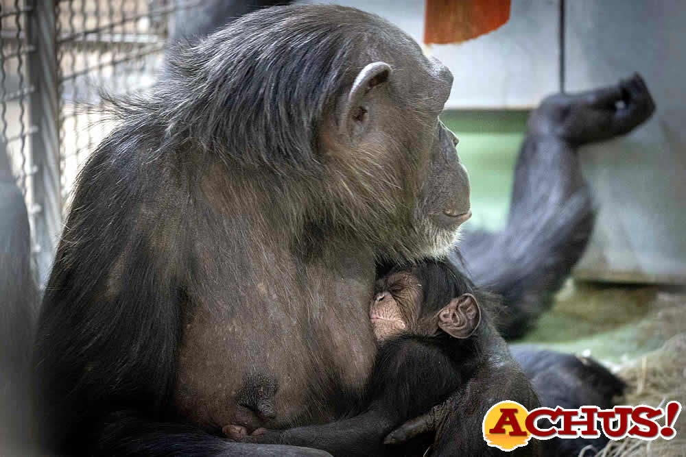Bioparc Valencia anuncia el feliz nacimiento de un chimpancé