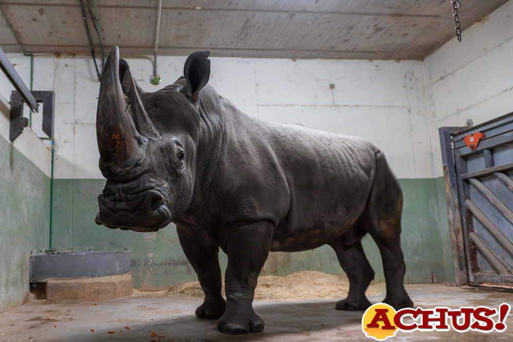 Bioparc Valencia forma con 4 rinocerontes el grupo más numeroso de España de esta especie amenazada