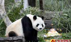 Zoo de Madrid acogerá una nueva pareja de pandas con la renovación del compromiso del programa de conservación