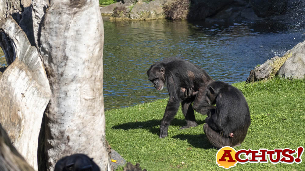 Nace un segundo chimpancé en peligro crítico de extinción en Bioparc Valencia 