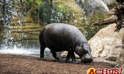 Los Bioparc destacan la existencia de dos especies de hipopótamo en la celebración de su Día Mundial