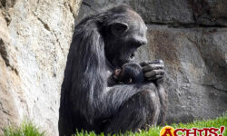 Muere una de las dos crías de chimpancé de Bioparc Valencia