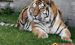 Llegan los tigres siberianos al Zoo de Madrid como embajadores de una especie en peligro