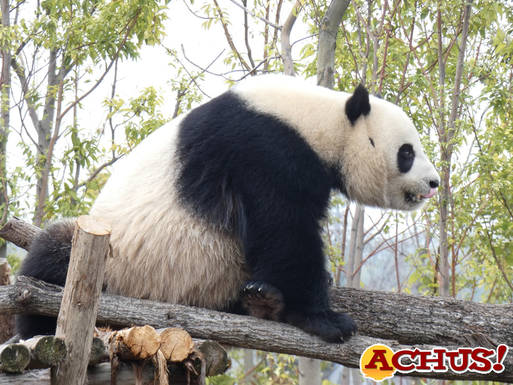 Una pareja de pandas se unirá al Zoo Aquarium de Madrid a finales de este mes de abril