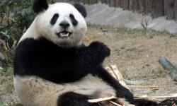 Una pareja de pandas se unirá al Zoo Aquarium de Madrid a finales de este mes de abril
