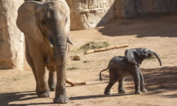 Bioparc Valencia comparte la votación para elegir el nombre del “elefantito”