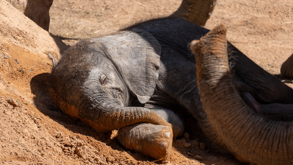 Bioparc Valencia comparte la votación para elegir el nombre del “elefantito”.