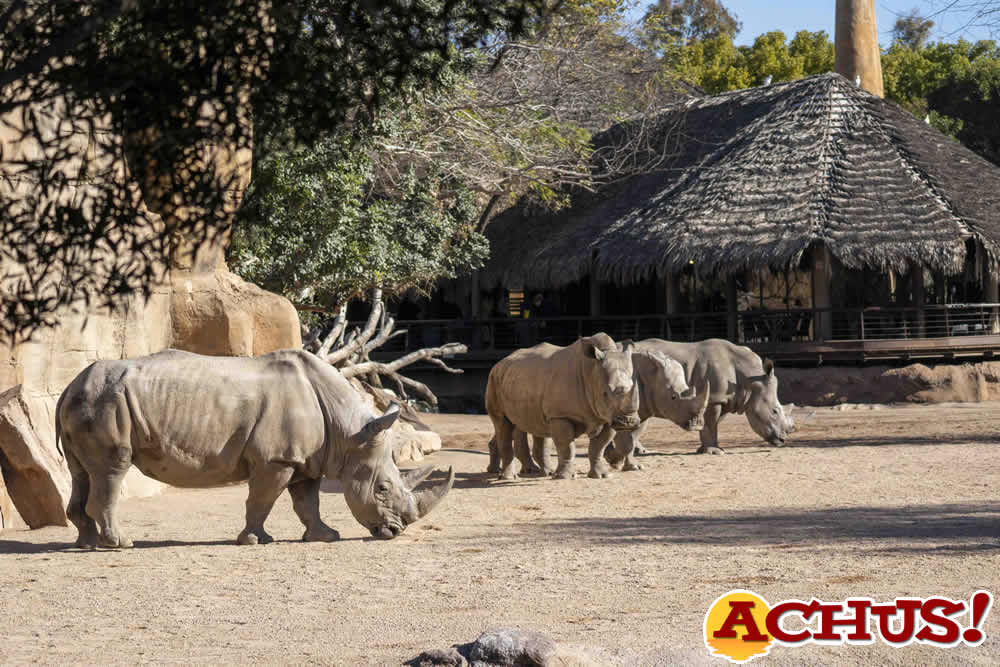 Primeras cópulas de rinoceronte en Bioparc Valencia dentro del proyecto internacional para la conservación de esta especie amenazada
