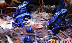 Nacen dos ranas venenosas de flecha azul que se encuentran en peligro de extinción en Terra Natura Benidorm